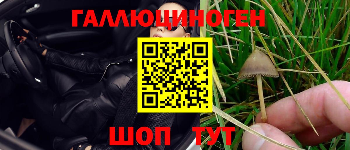 Псилоцибиновые грибы Psilocybe Калининград